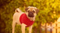 Mops pes (foto): milující nálada a veselost